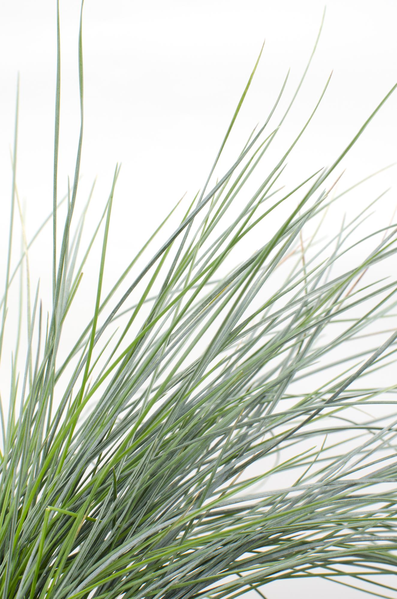 💙 Festuca glauca ‘Azura Blue’ – Blauw Siergras