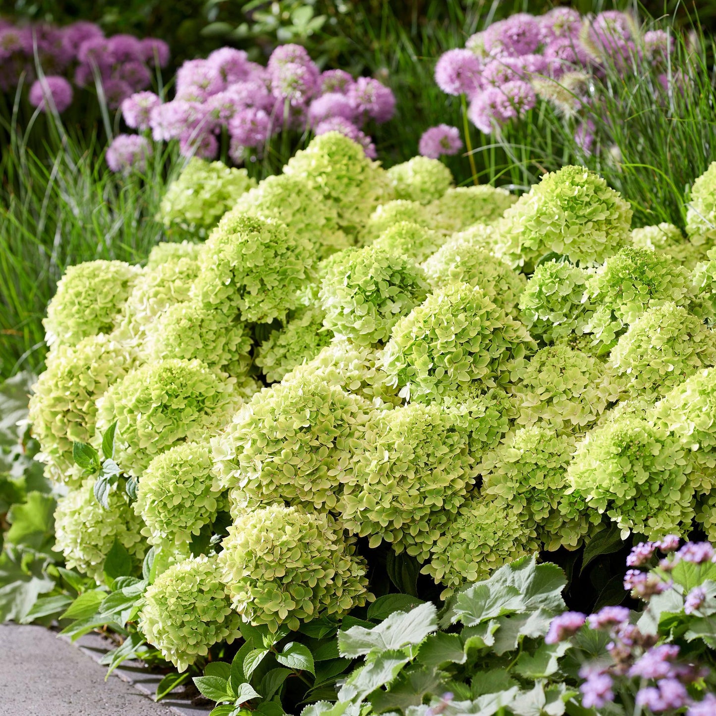 🌸 Hydrangea Groundbreaker Greeny | Pluimhortensia