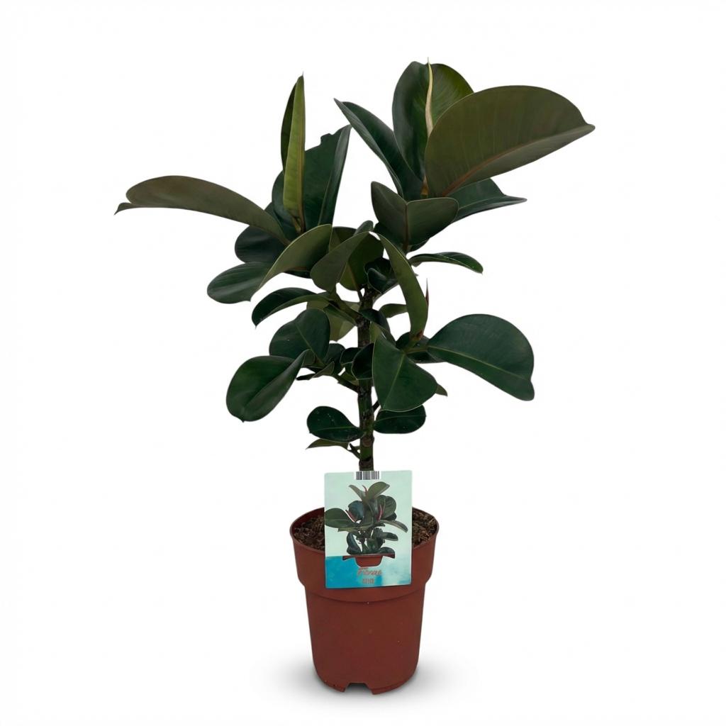 🌿 Ficus elastica ‘Cloe’ | Rubberplant