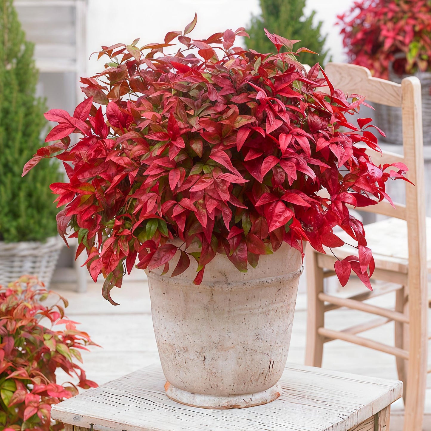 Nandina ‘Blush Pink’ – Hemelse Bamboe | (2 stuks)
