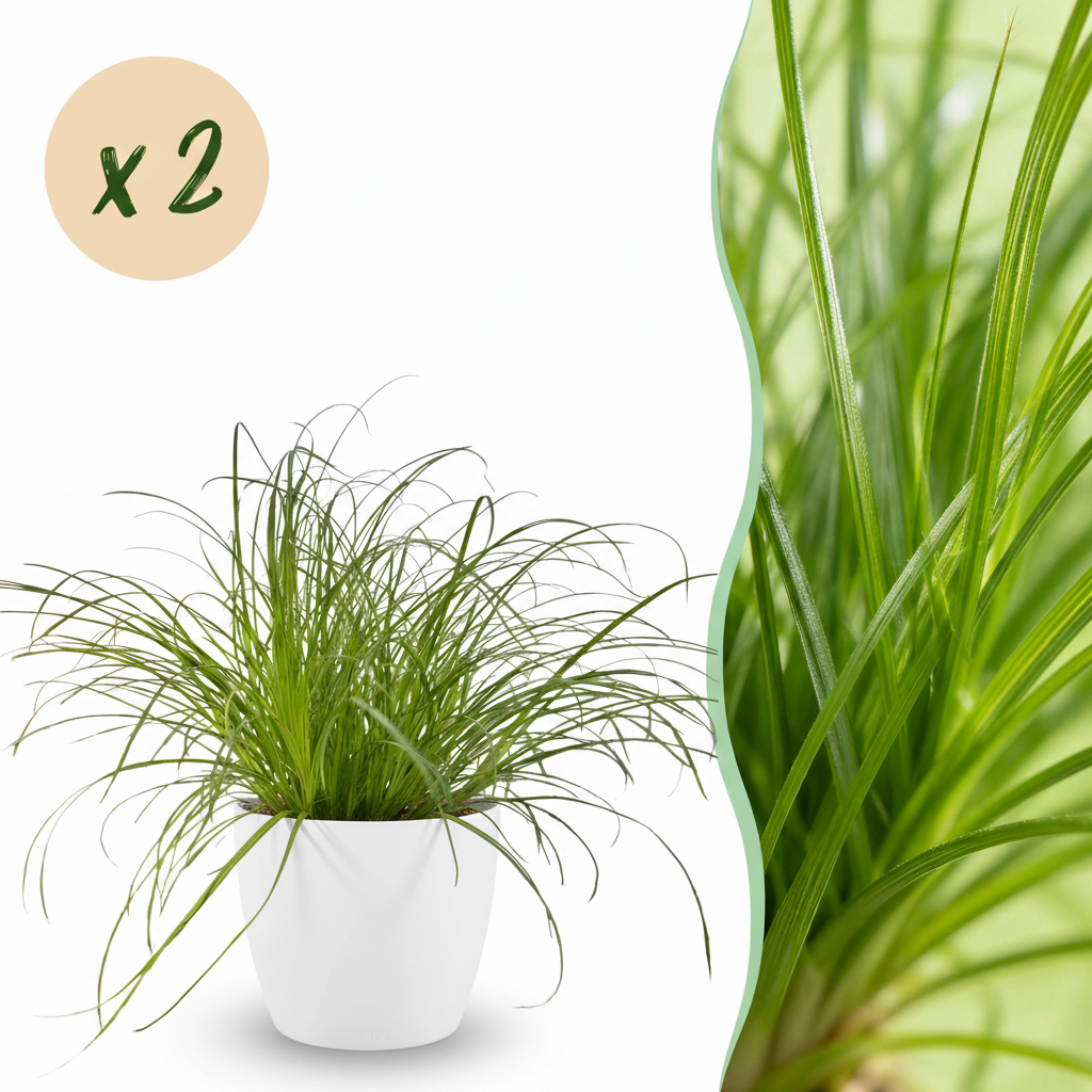 🌿 Cyperus Zumula | Diervriendelijk Kattengras met Witte Pot (2 stuks)