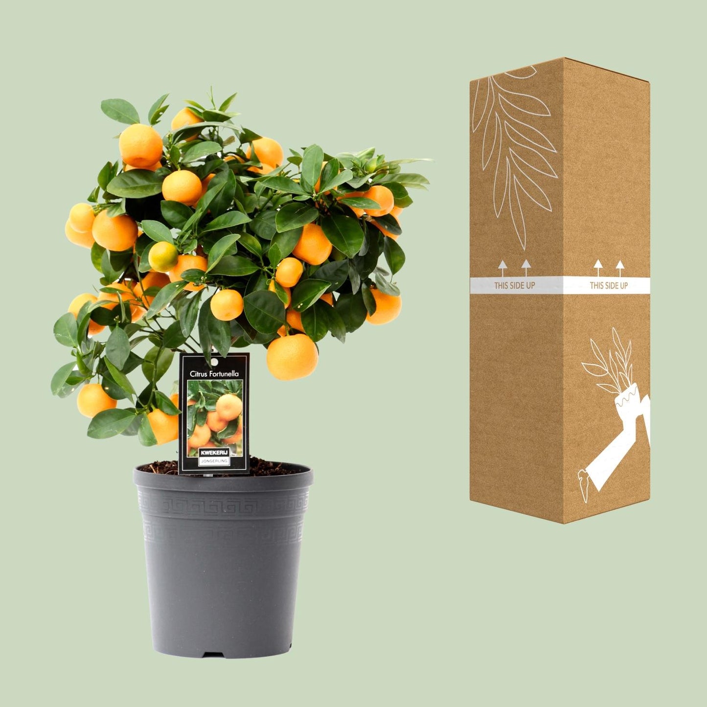 🍊 Citrus ‘Calamondin’
