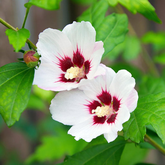 🌸 Hibiscus syriacus ‘Hamabo’ – Hibiscus