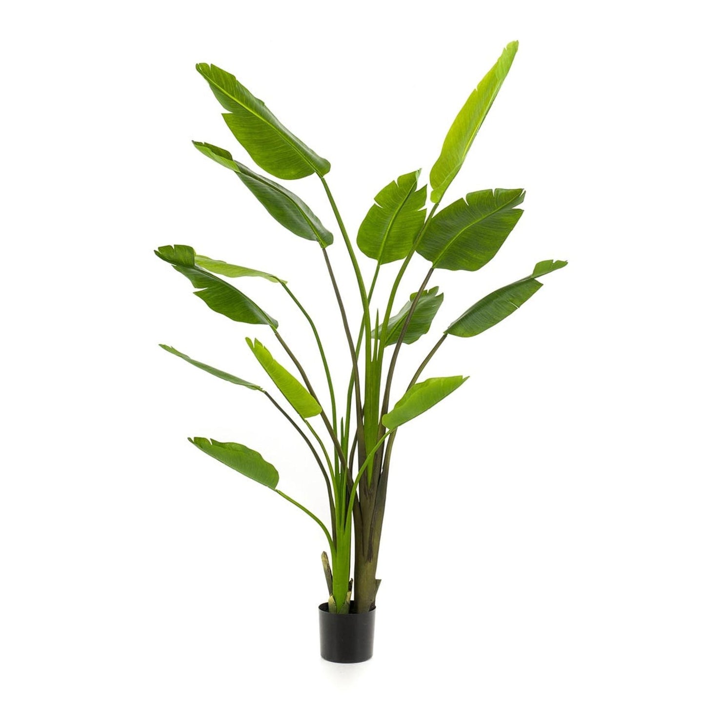 🌿 Strelitzia nicolai – Grote Realistische Kunstplant (180 cm)