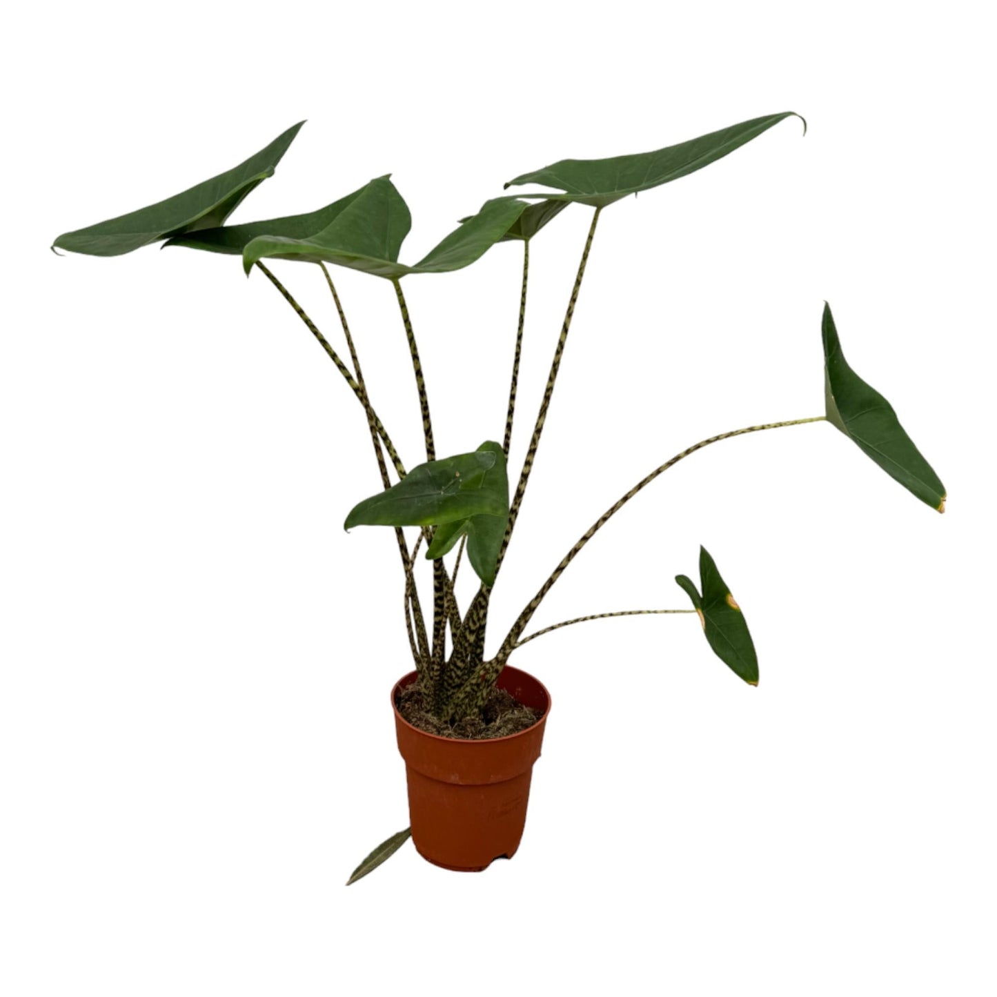 🪴 Alocasia Zebrina – Olifantsoor
