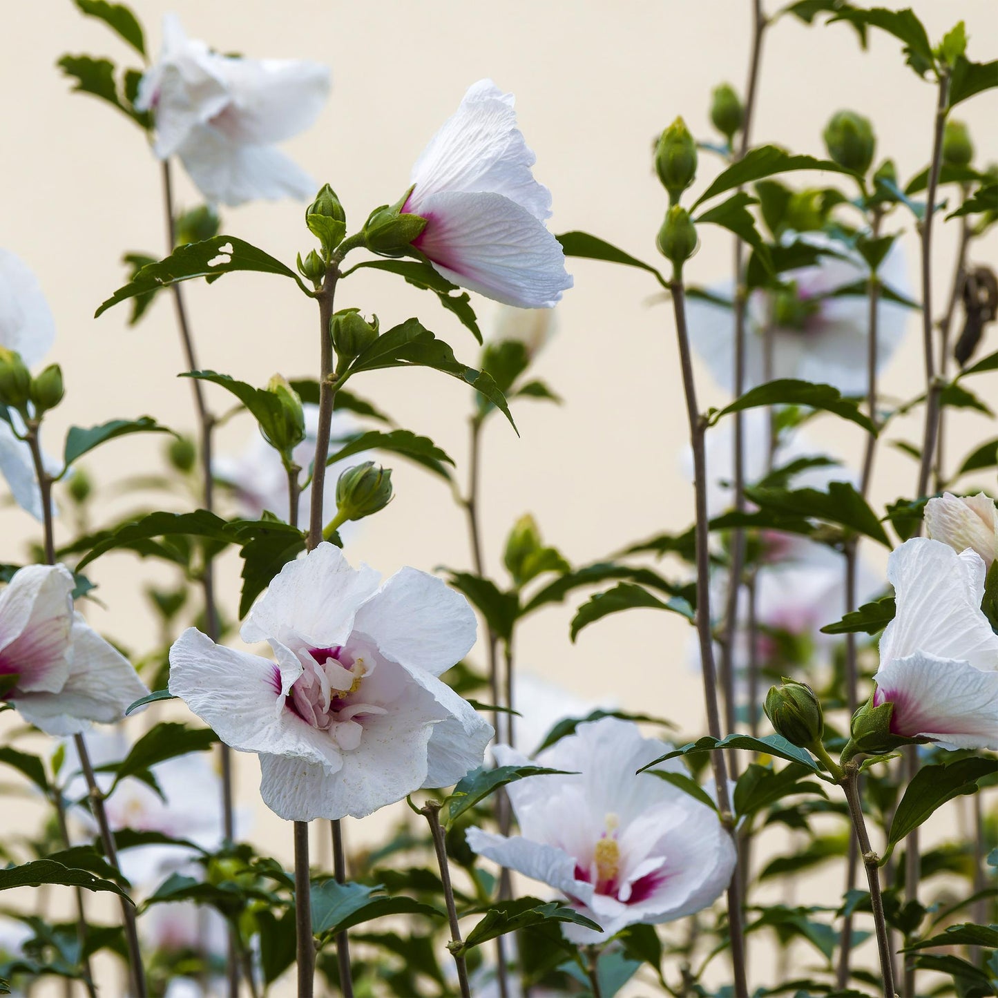 🌸 Hibiscus syriacus ‘Starburst Chiffon®’ – Hibiscus op Stam