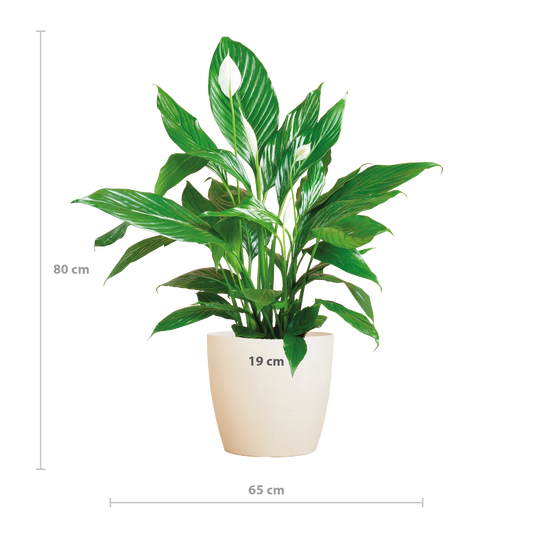 🌸 Spathiphyllum ‘Viber’ wit