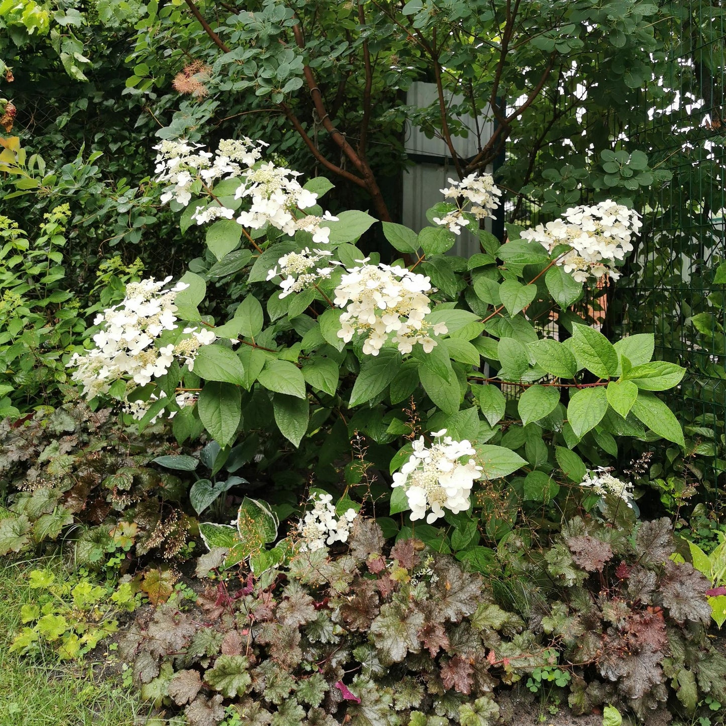 🌸 Hydrangea paniculata ‘Wim’s Red’ – Pluimhortensia | (3 stuks)