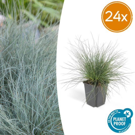 🌾 Festuca glauca ‘Elijah Blue’ | Blauw Siergras (24 Stuks)