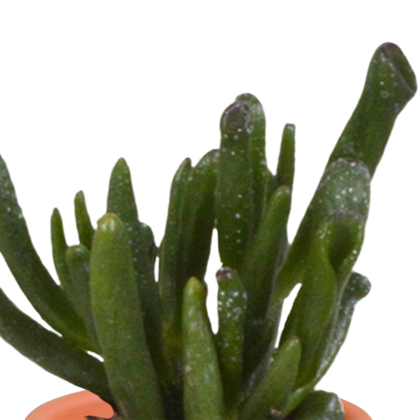 🌵 Cactus & Vetplanten Mix  In terracotta pot – (15 stuks)