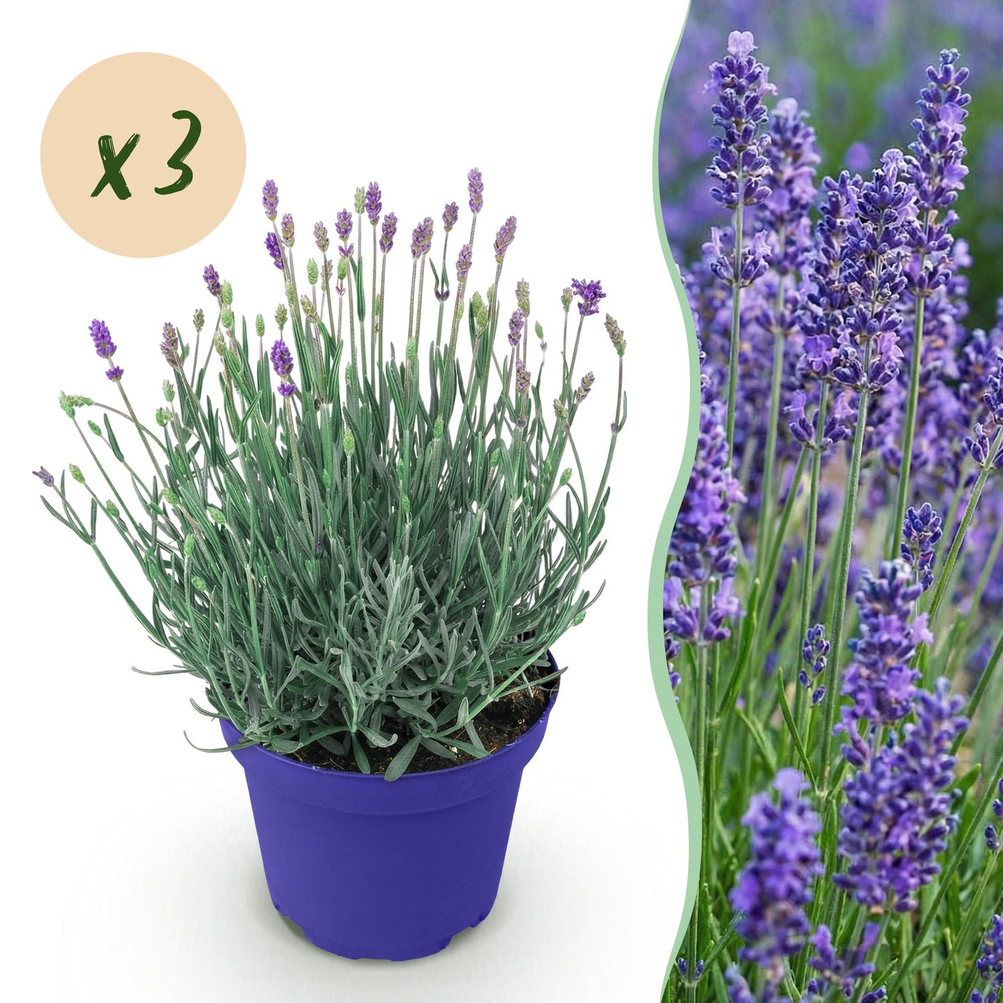 🌿 Lavandula ‘Hidcote’ | Lavendel Set (3 Stuks)