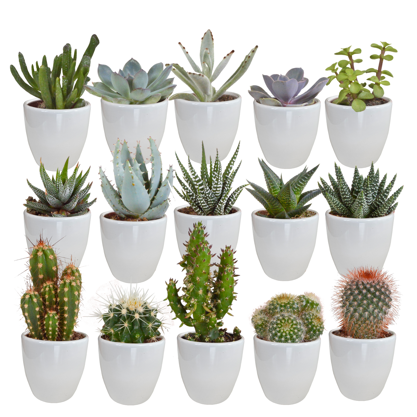 🌵 Cactus & Vetplanten Mix –  In witte pot (15 stuks)
