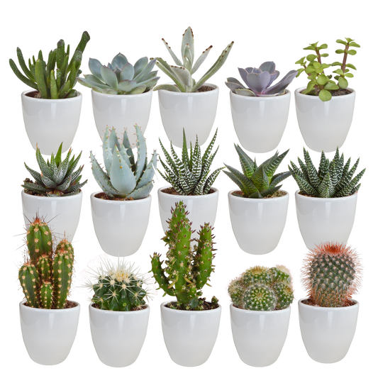 🌵 Cactus & Vetplanten Mix –  In witte pot (15 stuks)