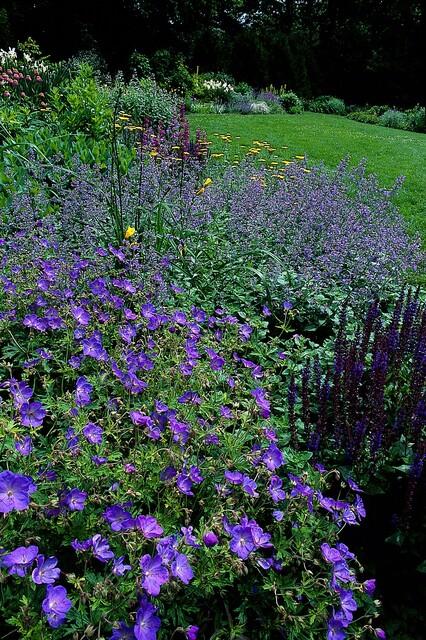 🌸 Geranium ‘Johnson’s Blue’ – Winterharde Bloeiende Bodembedekker (6 stuks)