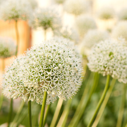 🌿 Allium ‘White Giant’ – Witte Sierui (5 Bollen)