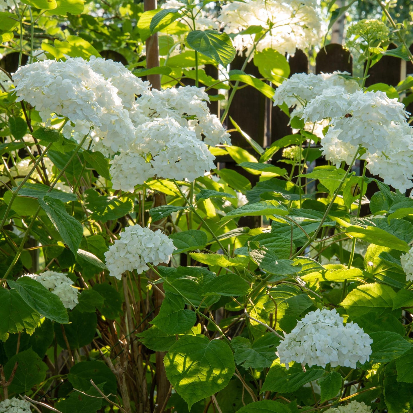 🌸 Hydrangea arborescens ‘Annabelle’ – Witte Pluimhortensia | (3 stuks)