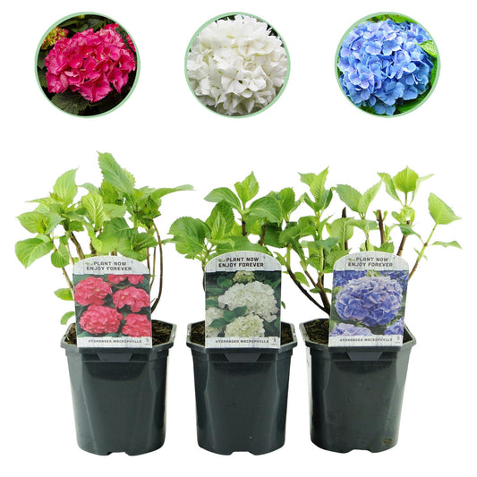 🌸 Hydrangea macrophylla ‘Tricolour’ – Hortensia (3 Stuks)