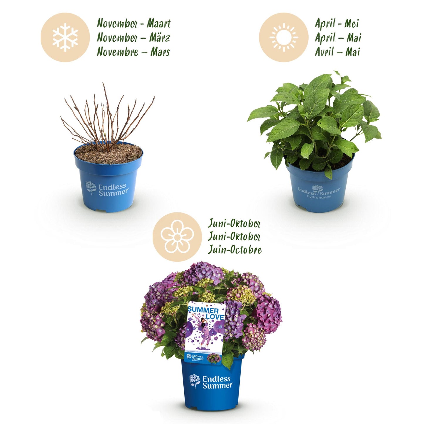 🌸 Hydrangea ‘Summer Love Purple’ | Hortensia (4 Stuks)