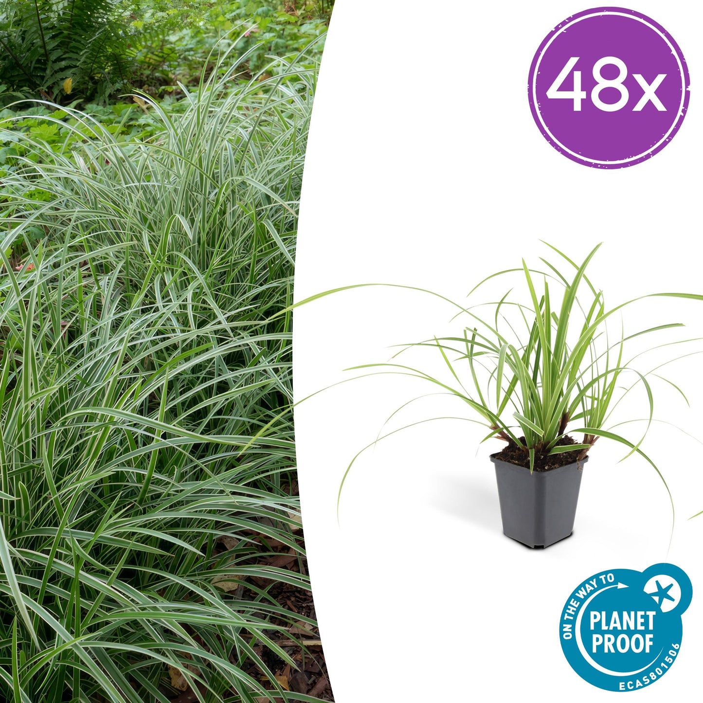 🌾 Carex ‘Ice Dance’ – Wintergroene Bodembedekker (48 stuks – ca. 4–8 m²)