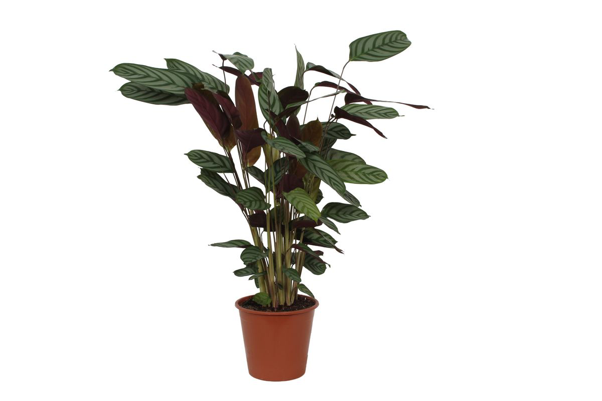 🌿 Calathea 'Compactstar' – Luchtzuiverende Kamerplant met Decoratief Blad
