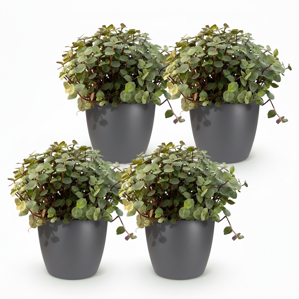 🌿 Callisia repens – Kattengras | (4 stuks)