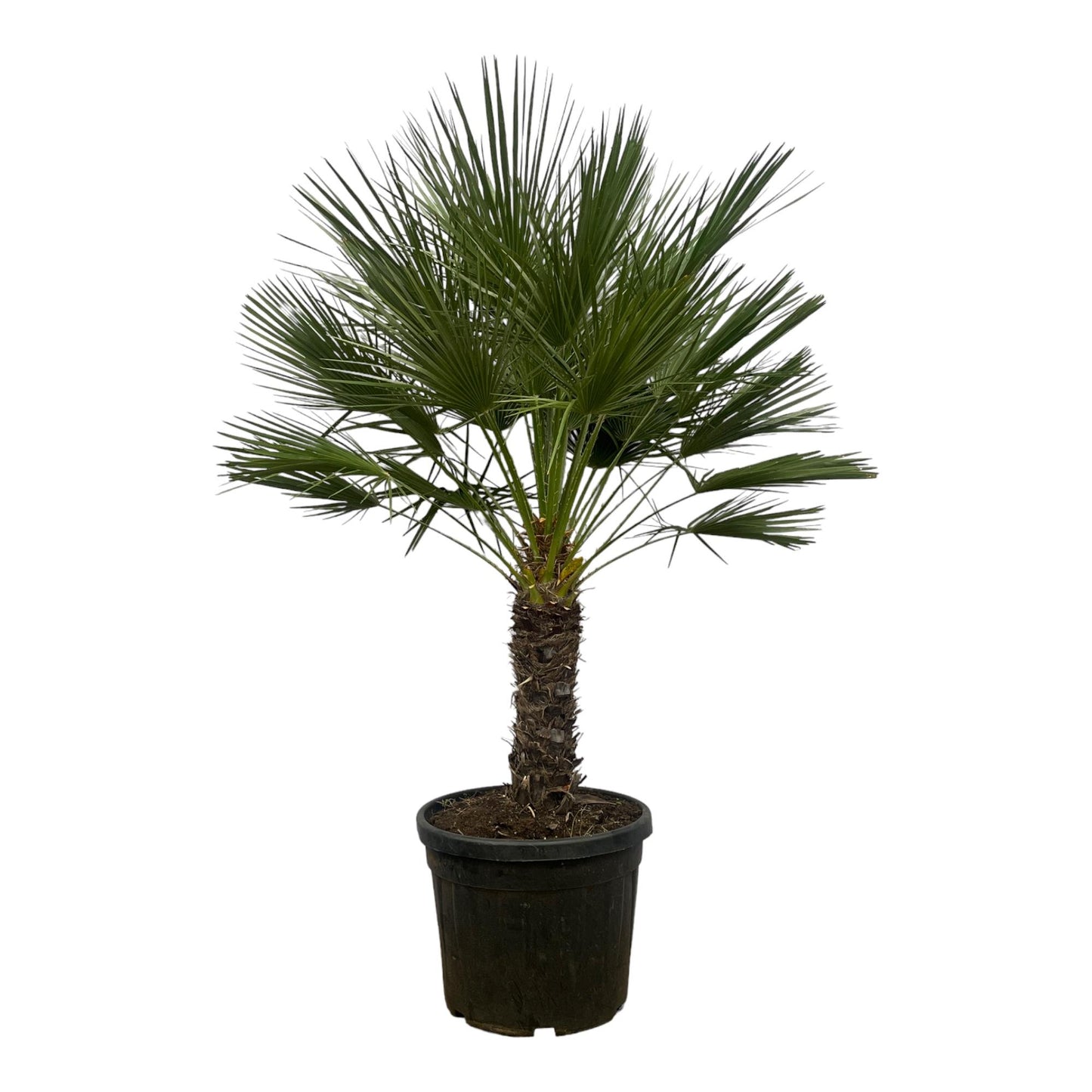 🌴 Chamaerops Humilis op stam – Europese Dwergpalm | 150 cm