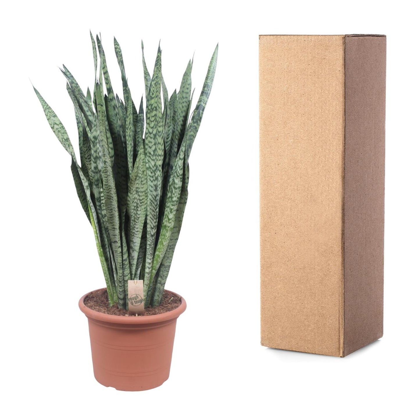 🌿 Sansevieria Zeylanica