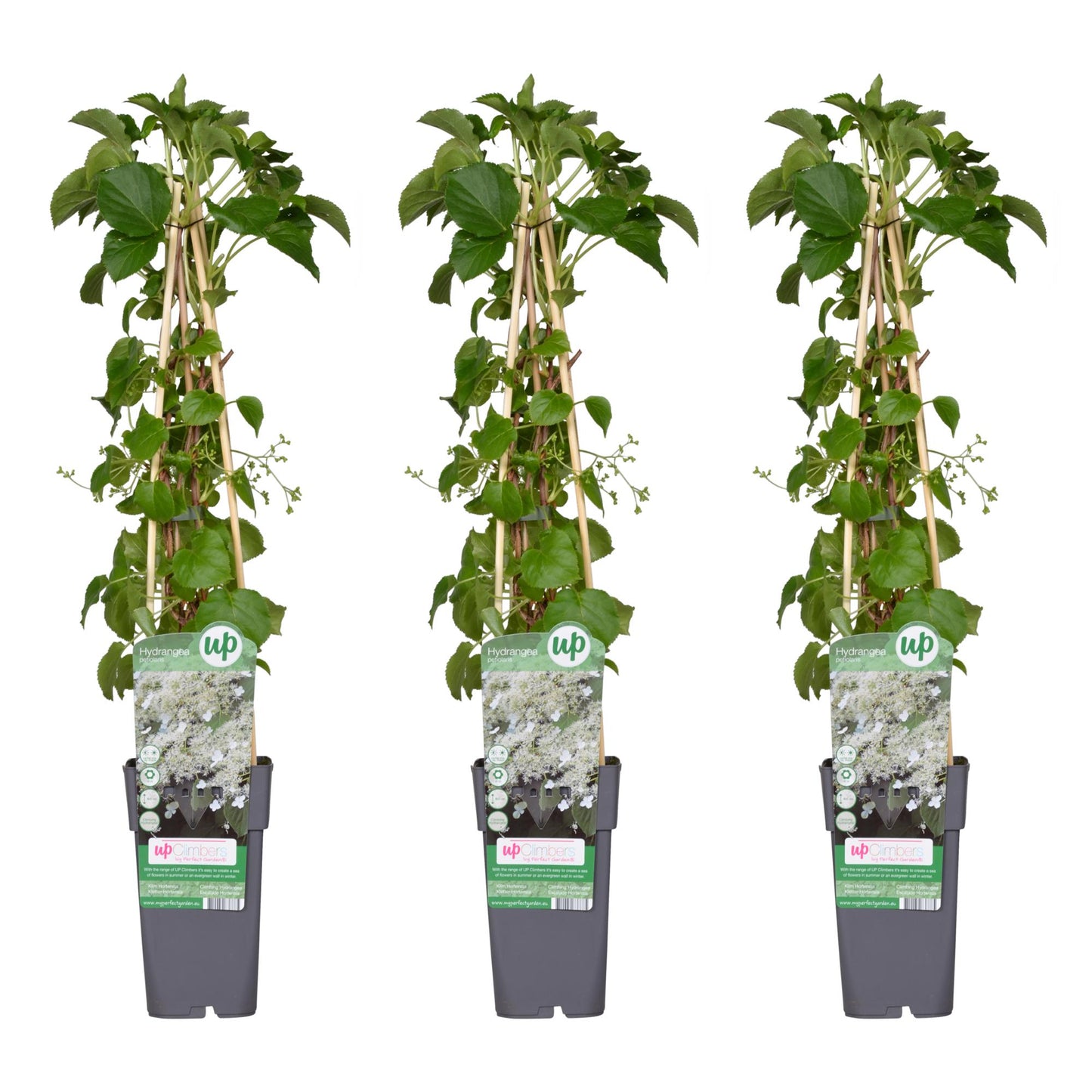 🌸 Hydrangea petiolaris – Klimhortensia (3 Stuks)