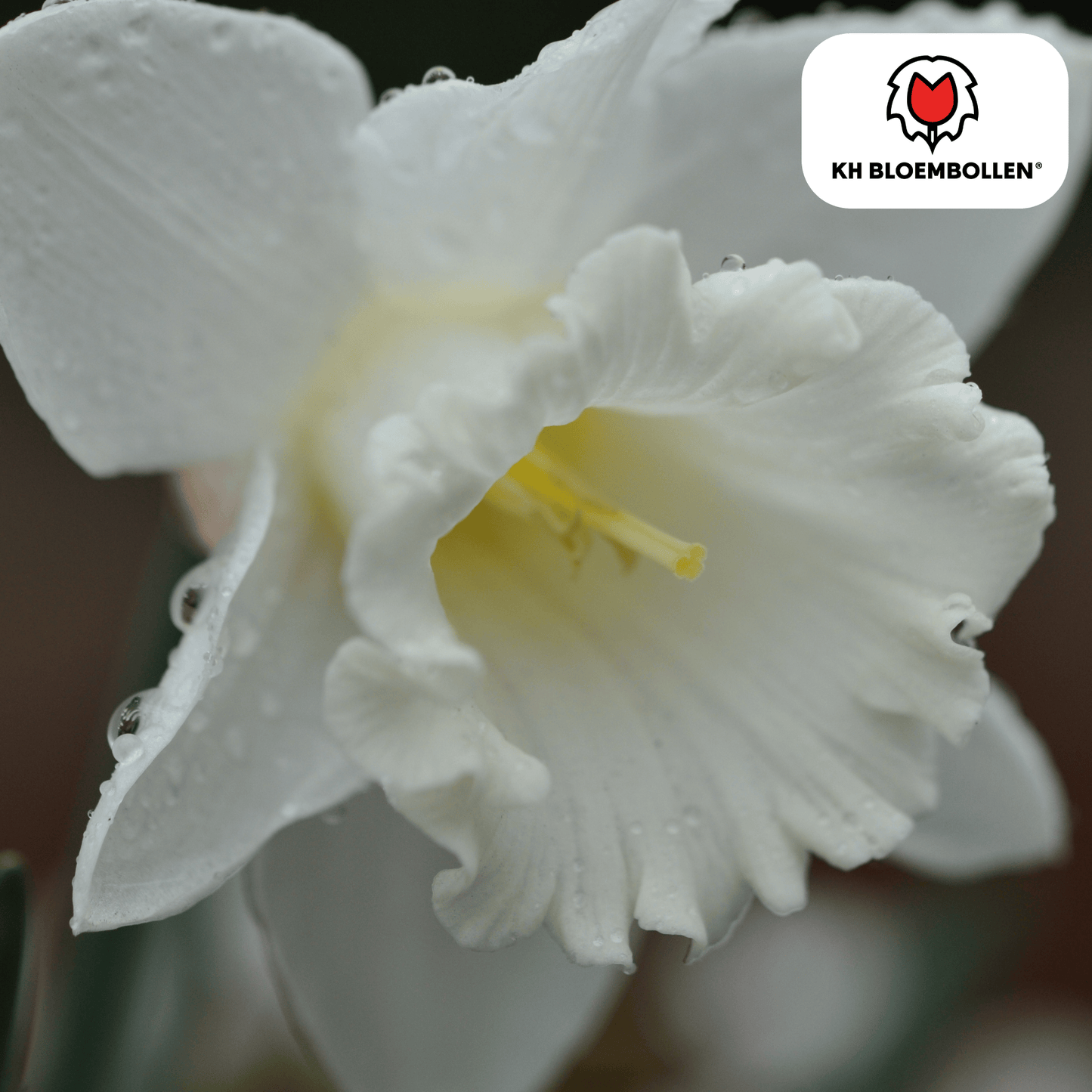 🌼 Narcis ‘Snow Baby’ Vroege Voorjaarsfavoriet (20 stuks)