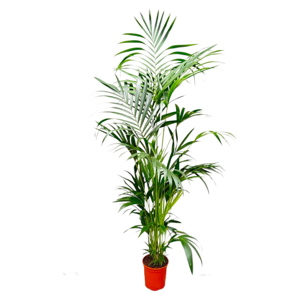 🌴 Kentia Palm – Exclusieve Tropische Kamerplant