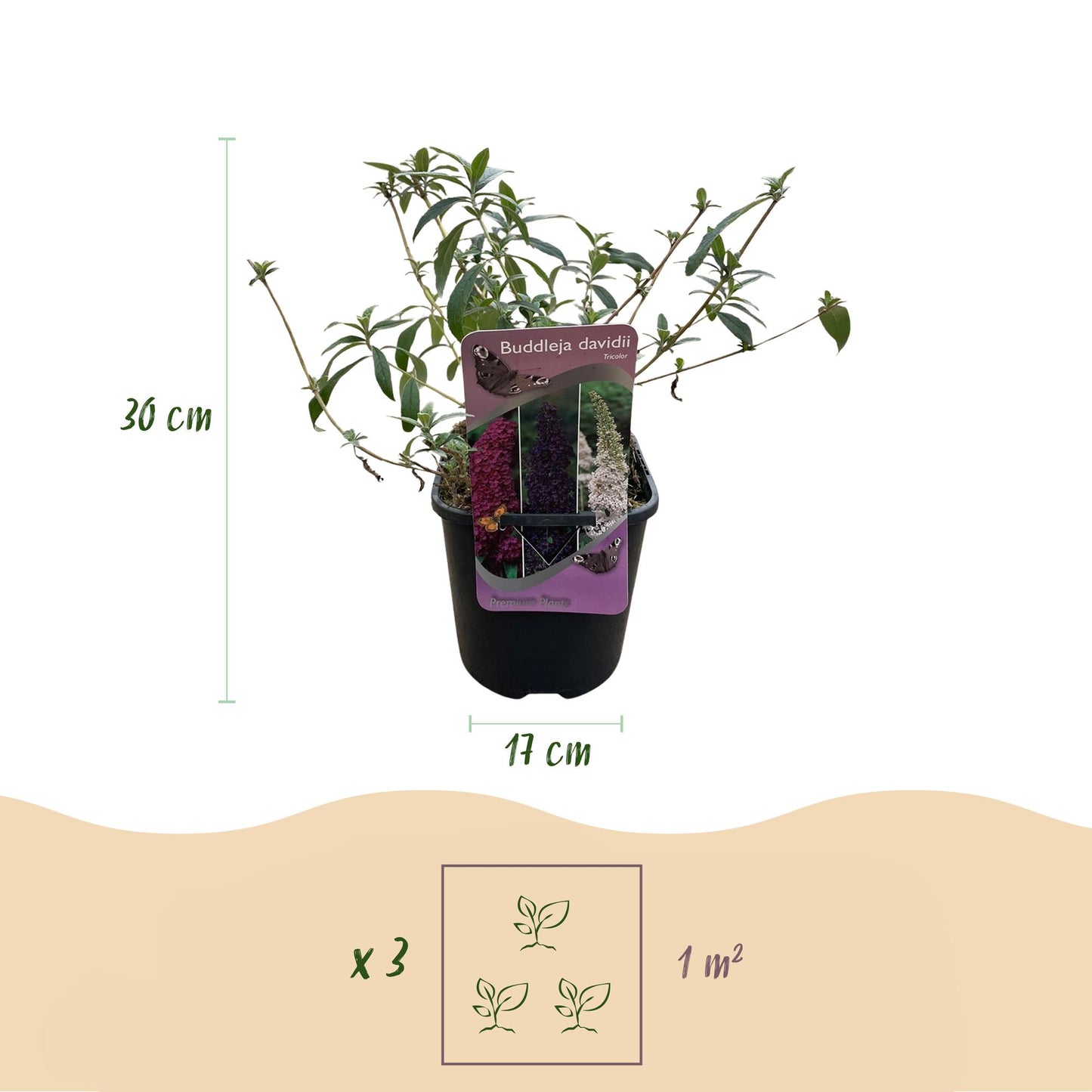 🦋 Buddleja davidii ‘Tricolour’ – Vlinderstruik (3 Stuks)