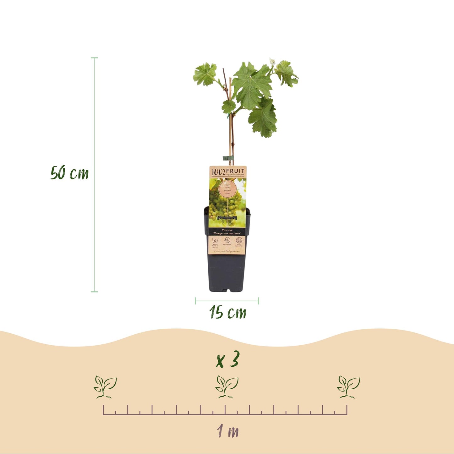 🍇 Vitis vinifera ‘Vroege van der Laan’ – Witte Druif (2 Stuks)