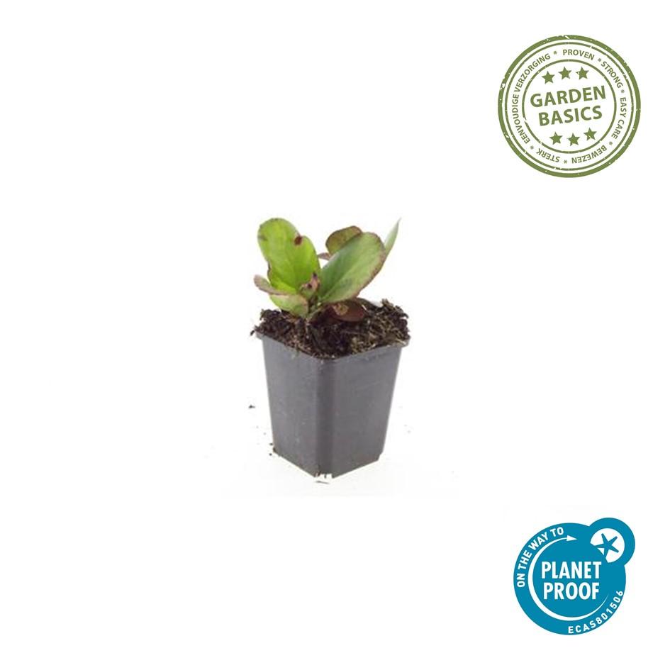 🌸 Bergenia cordifolia ‘Herbstblüte’ – Schoenlappersplant (6 Stuks)