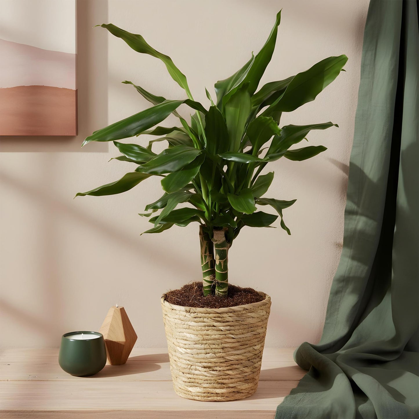 🌿 Dracaena ‘Steudneri’ | Drakenbloedboom Set met Mand (2 Stuks)