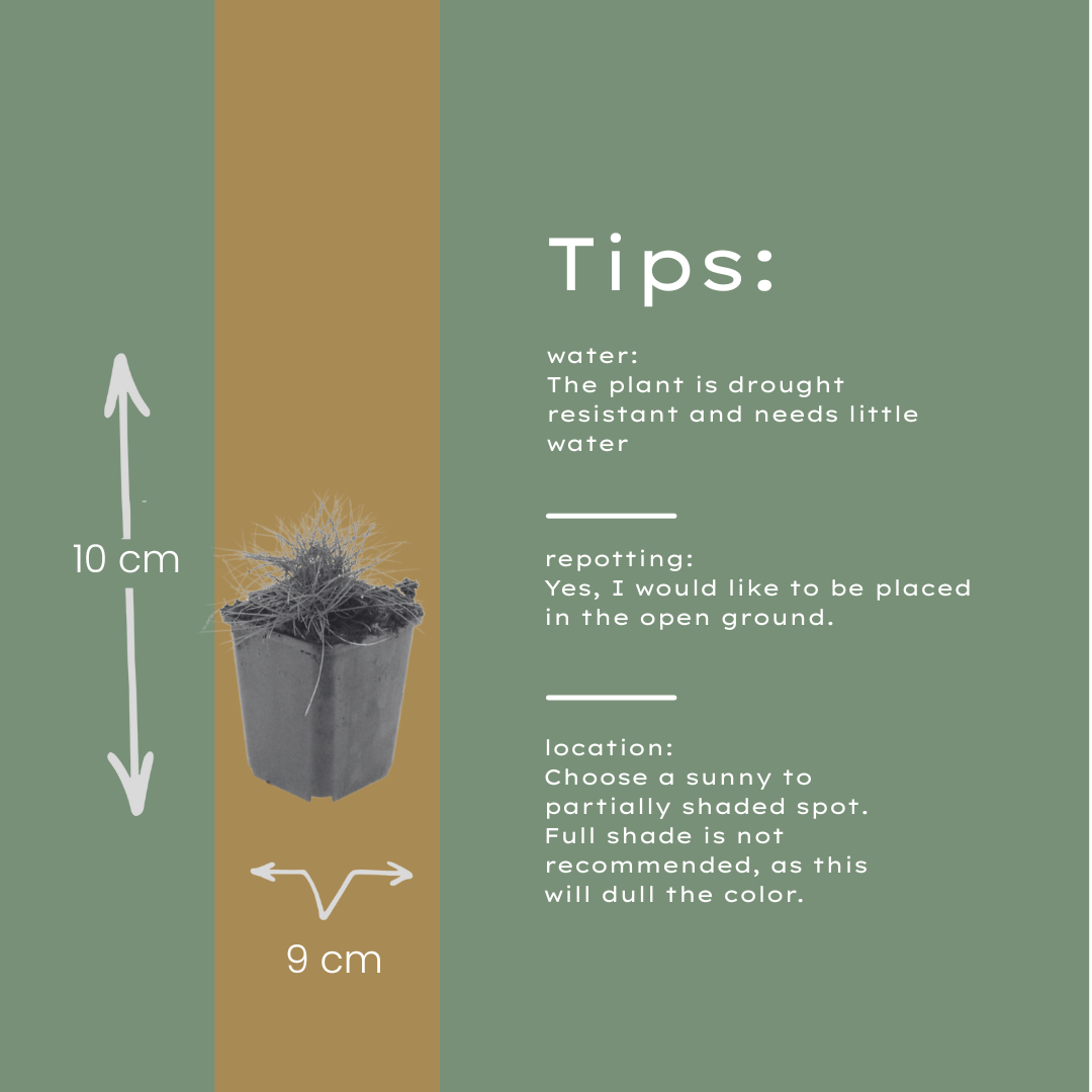 🌾 Festuca gautieri | Zwenkgras (24 Stuks)