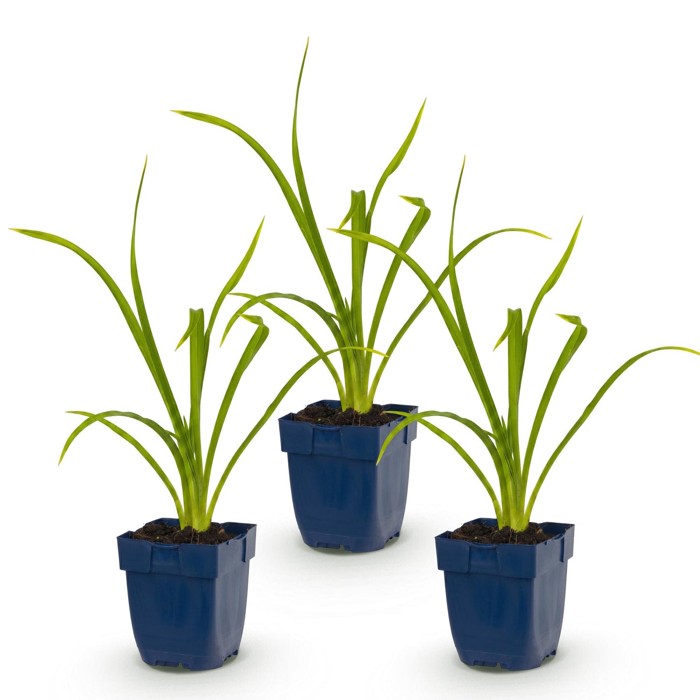 🌿 Hemerocallis 'Summer Wine' – Paarse Daglelie | 3 stuks
