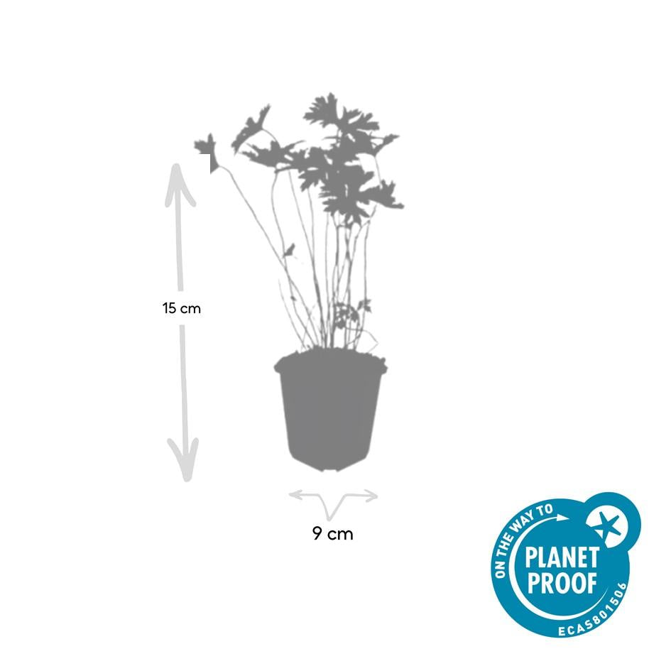 🌸 Geranium ‘Johnson’s Blue’ – Winterharde Bloeiende Bodembedekker (6 stuks)
