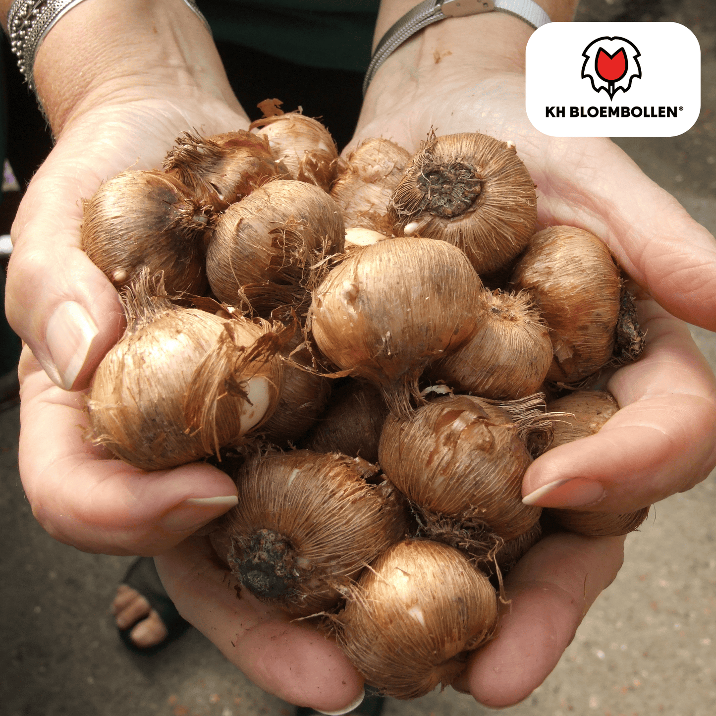 🌸  Krokus Paars Vroege Lentekleur & Verwilderingsbol (30 stuks)