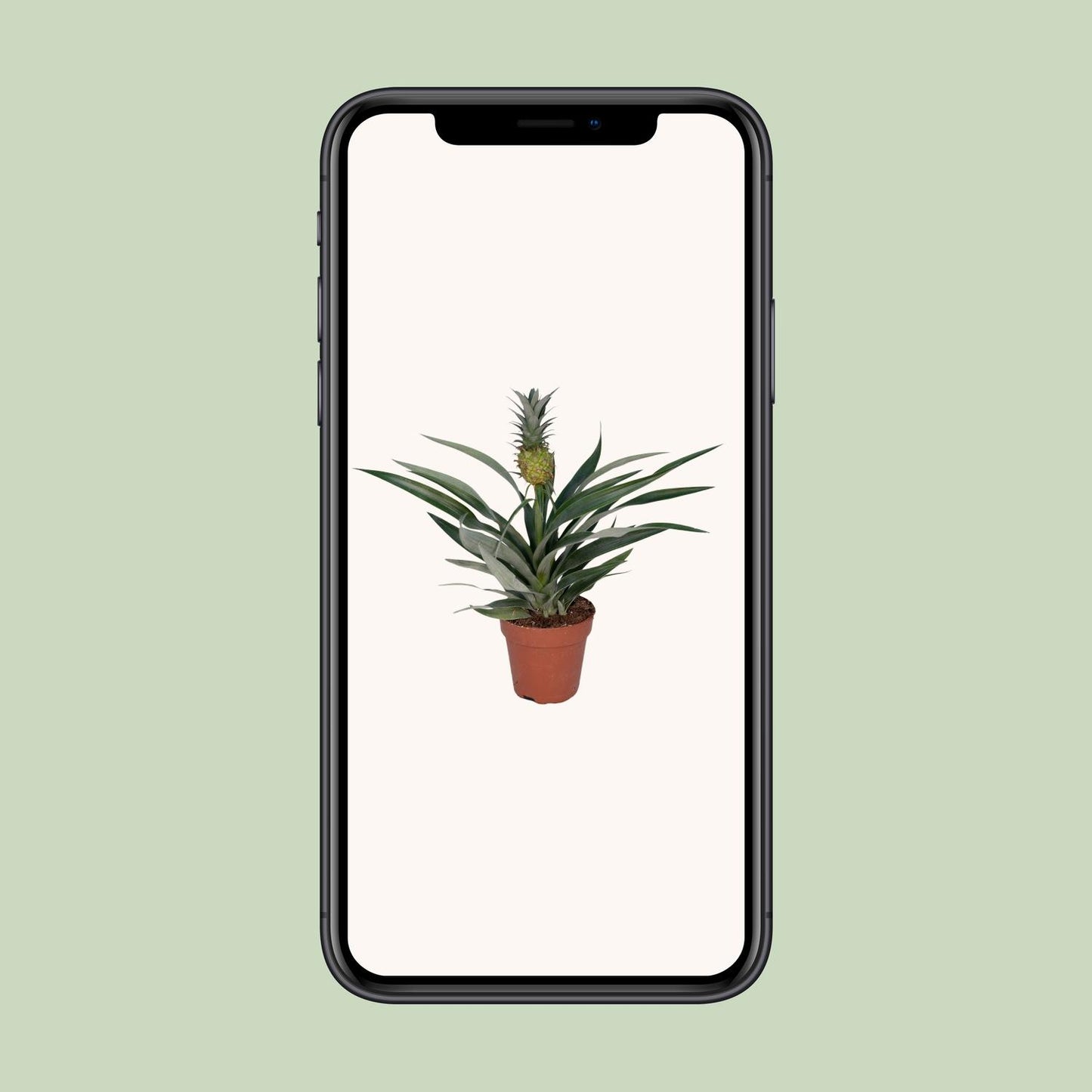 🍍 Bromelia Ananas