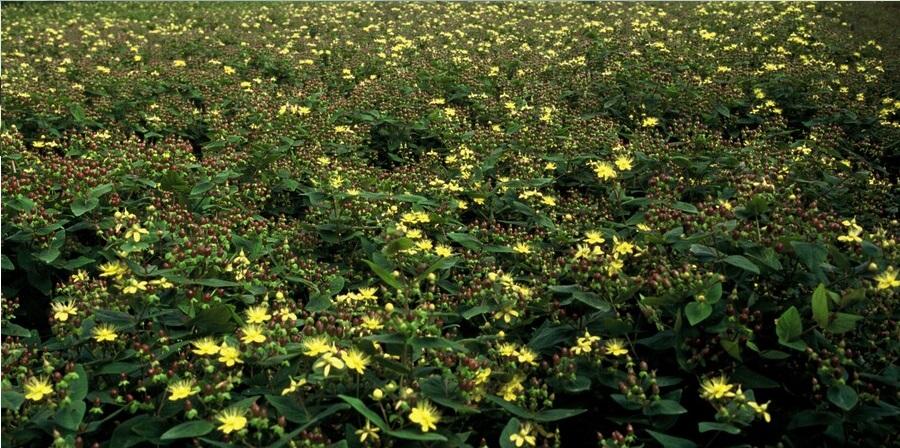 🌼 Hypericum inodorum ‘Rheingold’ – Hertshooi (6 Stuks)