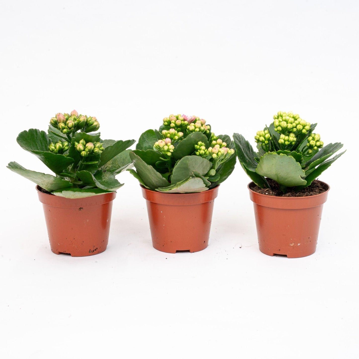 🌸 Kalanchoë Mix | Set van 3 Bloeiende Kamerplanten