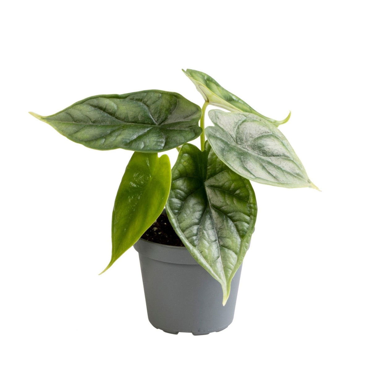 🐉 Alocasia ‘Dragon Scale’ – Drakenschubben olifantsoor