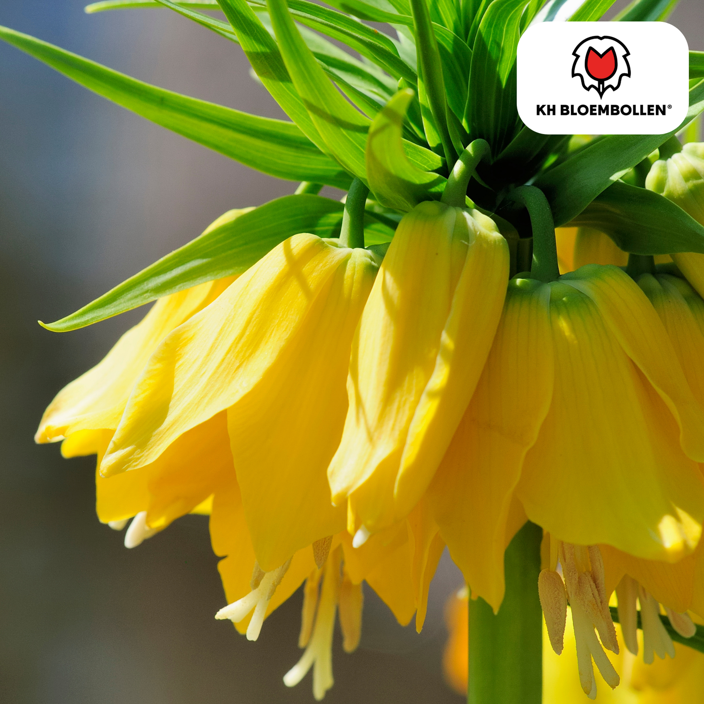 🌼 Fritillaria imperialis ‘Lutea’  Keizerskroon Geel & Insectenwerend (5 stuks)