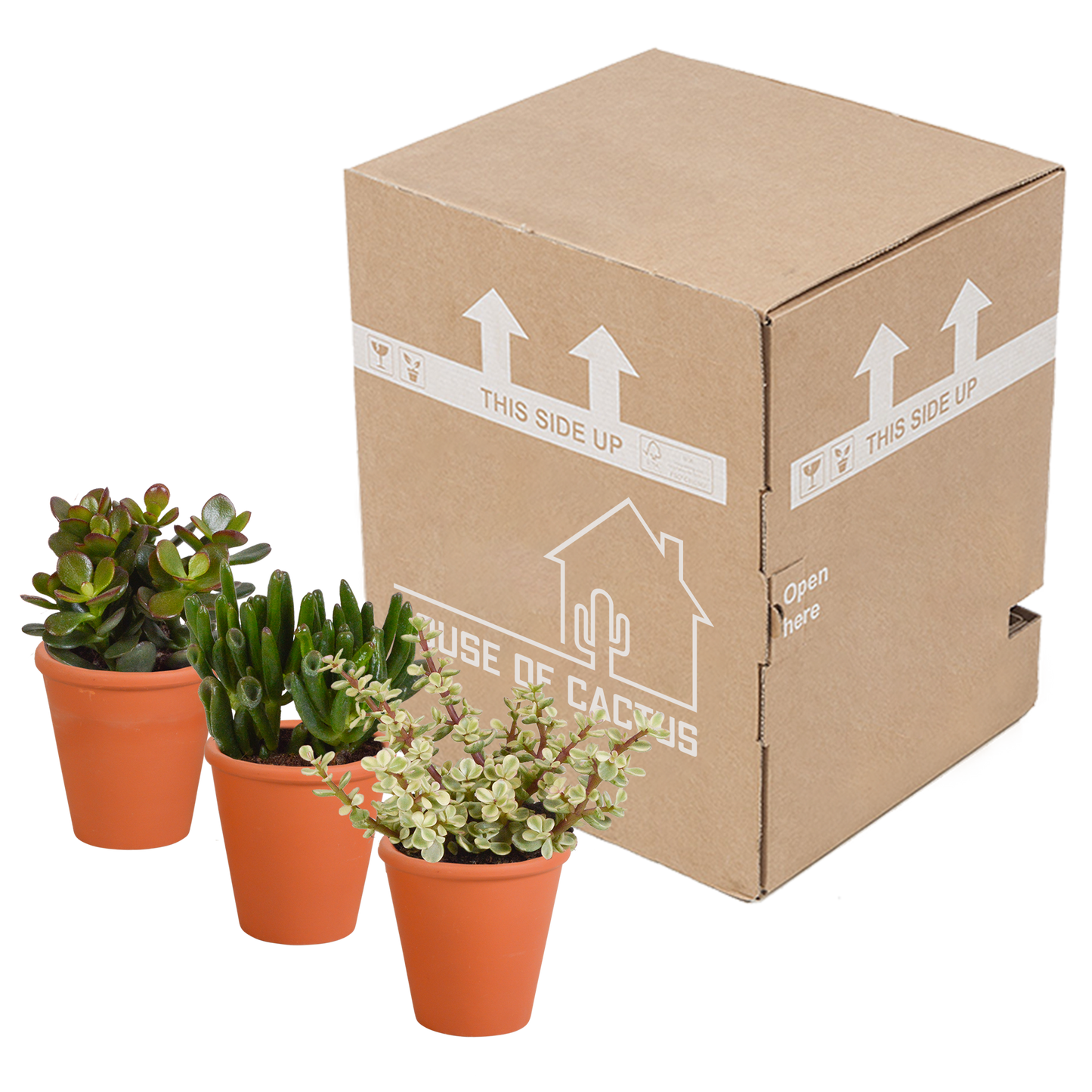 🌵 Crassula Mix – In terracotta pot (3 stuks)