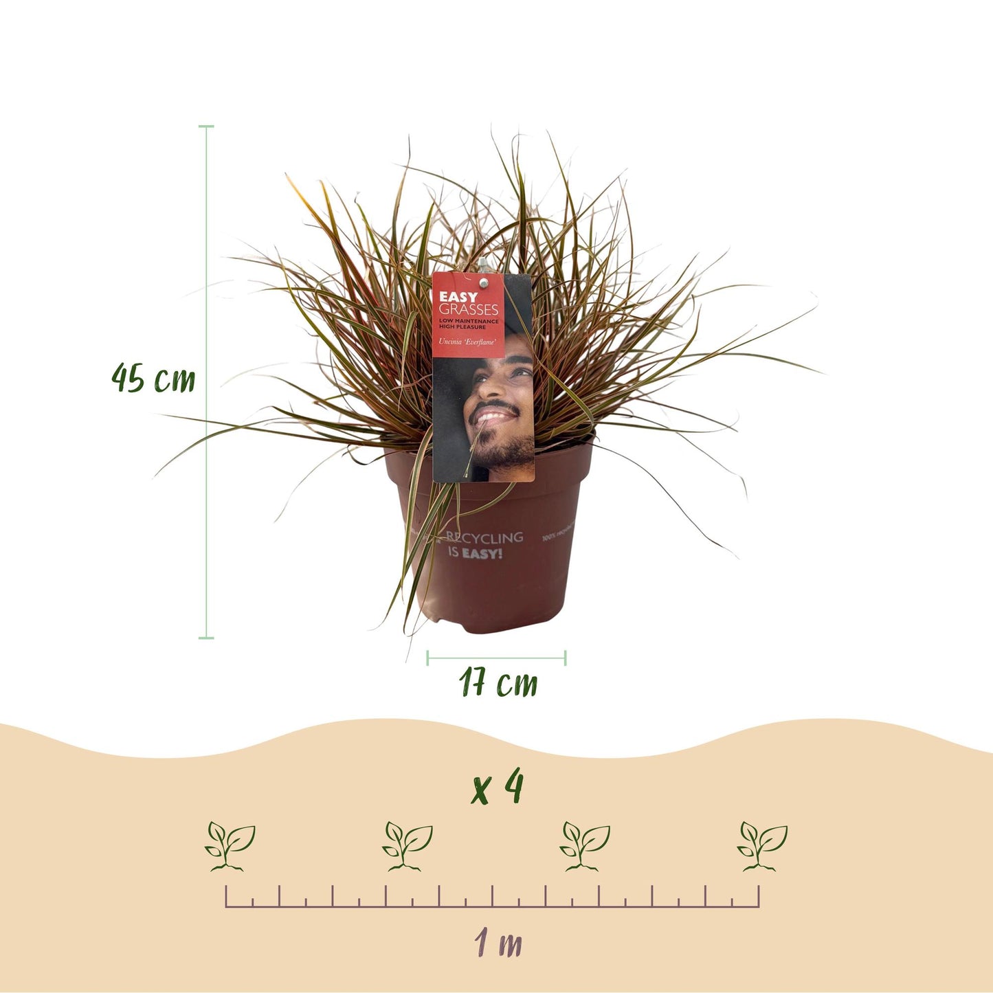 🌾 Uncinia rubra Everflame – Rood Siergras | Bladhoudend (2 stuks)