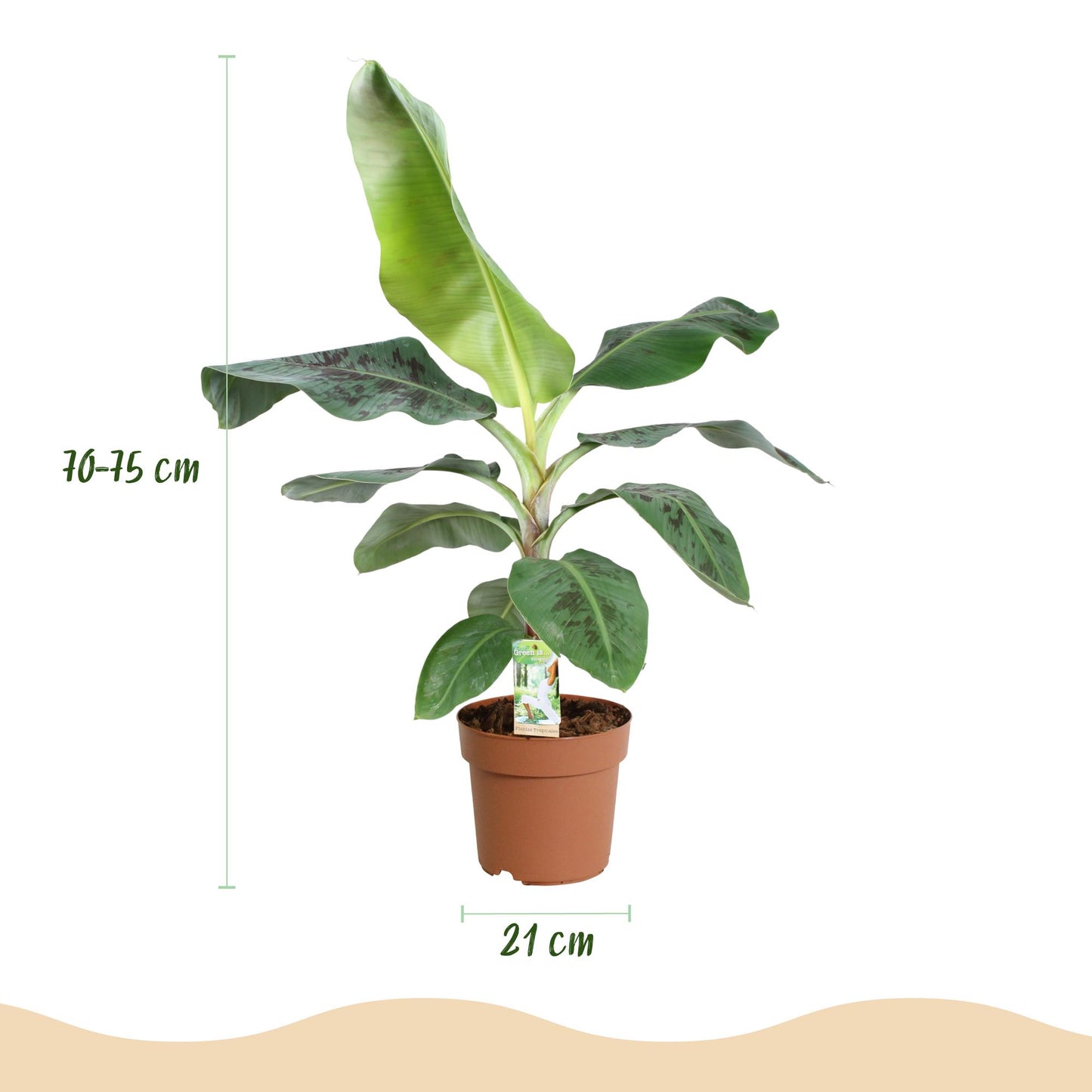 🌿 Musa Dwarf Cavendish | Bananenplant met Witte Pot