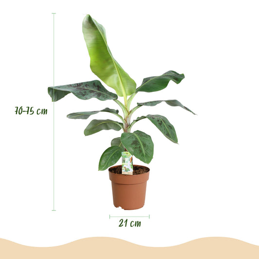 🌿 Musa Dwarf Cavendish | Bananenplant met Witte Pot