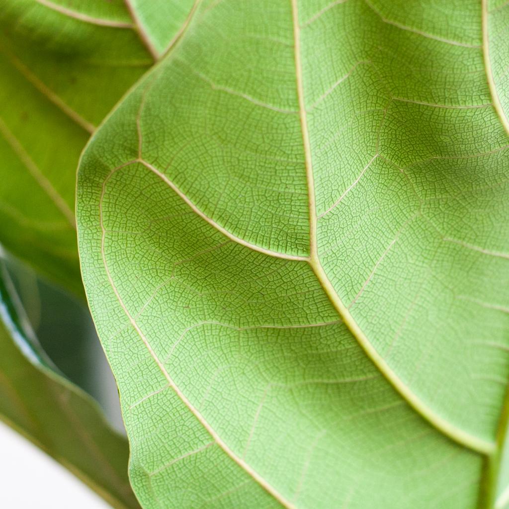 🌿 Ficus Lyrata – Vioolbladplant met Viber Pot Grijs