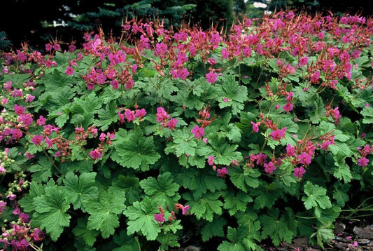 🌸 Geranium macrorrhizum ‘Czakor’ – Winterharde Geurende Bodembedekker (6 stuks)