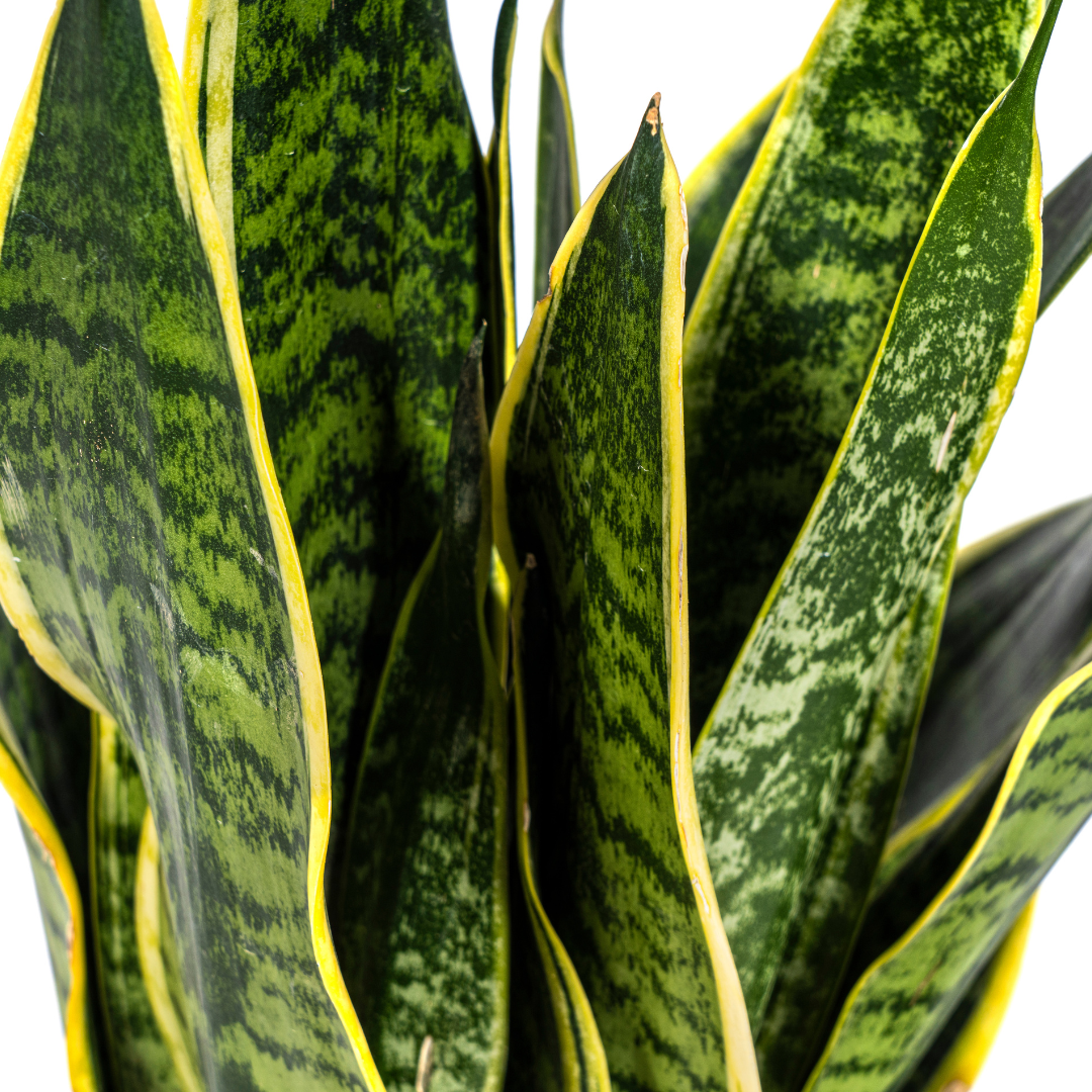 🌿 Sansevieria trifasciata ‘Futura Superba’ – Vrouwentong Kamerplant | Sterk & Onderhoudsvriendelijk